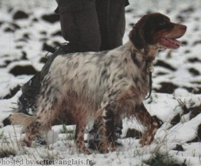 Setter Anglais ZAR DELLE FURIE DEI BIAGIONI